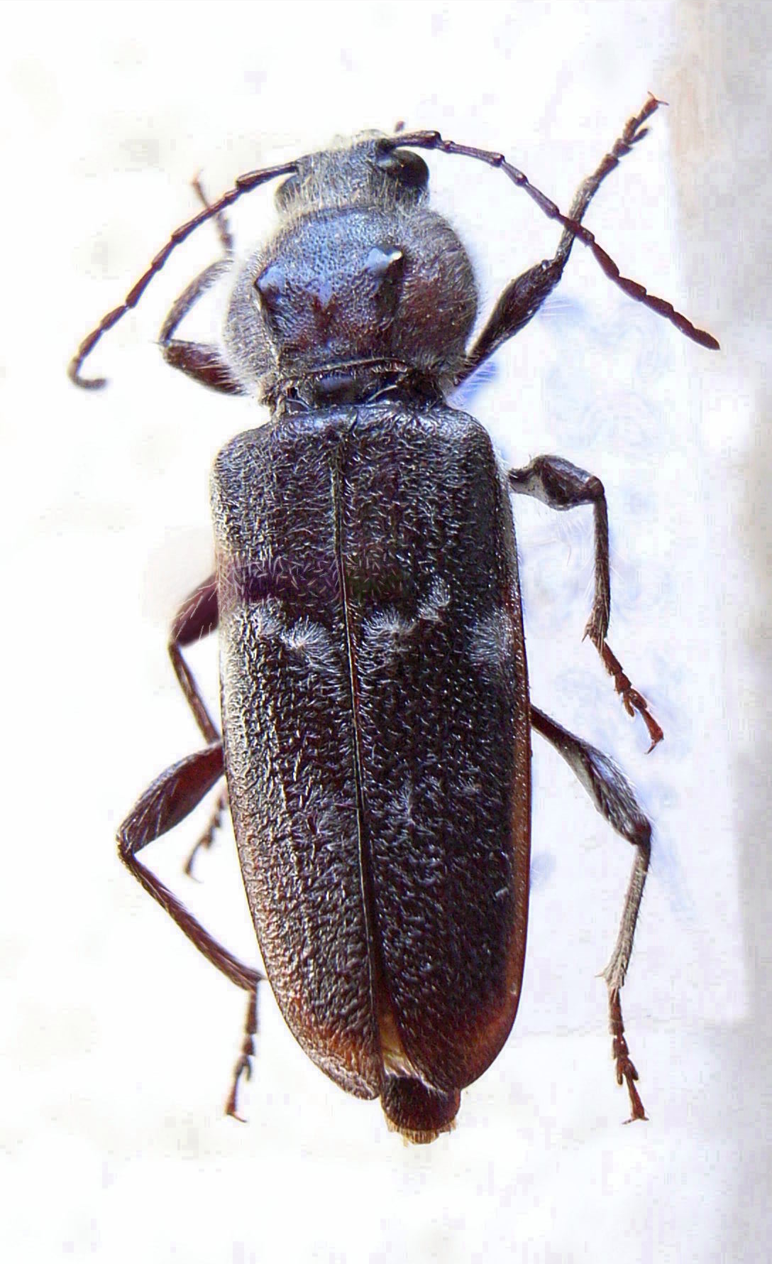 Servicios de control de carcoma, termitas y hongos