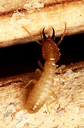 Servicios de control de carcoma, termitas y hongos