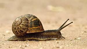 Servicios de control de carcoma, termitas y hongos