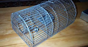 Servicios de desratización