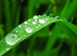 Control de plagas en Madrid