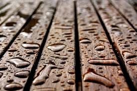 Control de plagas en Madrid