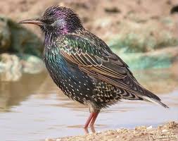 Servicios de control de aves