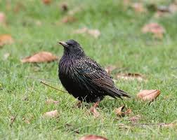 Servicios de control de aves