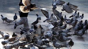 Servicios de control de aves