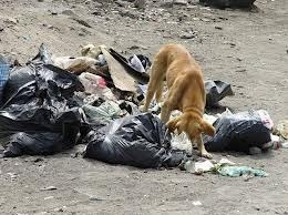 Servicio de recogida de animales