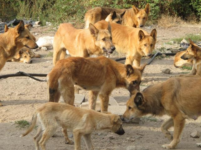 Control de plagas en Madrid