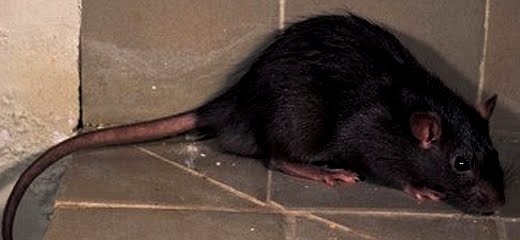 Servicios de desratización