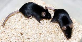 Servicios de desratización