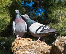 Control de plagas en Madrid
