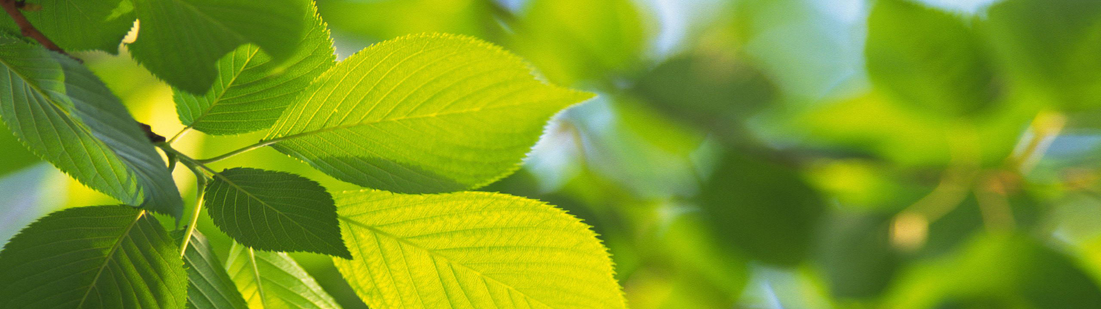 Control de plagas en Madrid